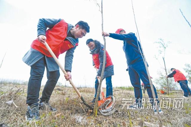 300余棵柳树在芜湖长江岸线“安家”